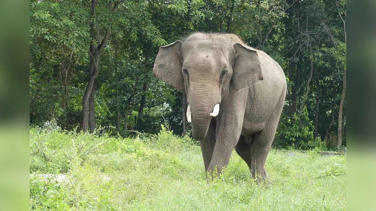 Beloved elephant Sakor dies at Phnom Tamao after brief illness